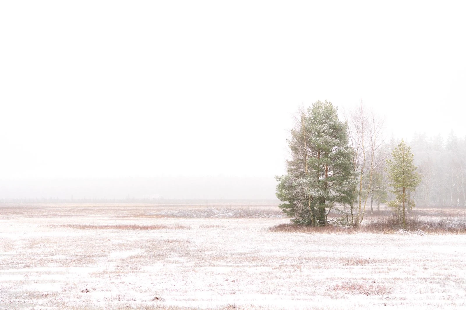 A small group of trees stands in a pale snowy landscape with a nearly white horizon.