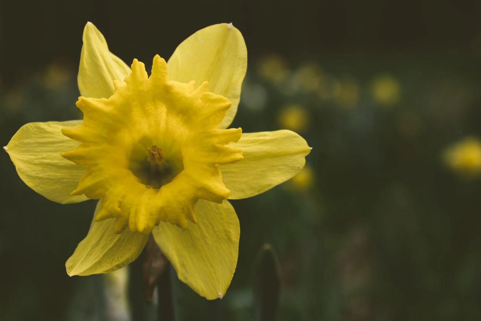 A yellow daffodil in close detail, shown as a flower subject without assigning it a universal meaning.